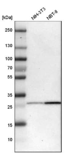 BPGM Antibody, Novus Biologicals:Antibodies:Primary Antibodies
